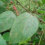 Alchornea cordifolia Leaf