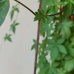 Ipomoea cairica പുറംതൊലി