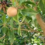 Manilkara zapota Fruit