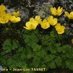 Ranunculus spicatus Celota