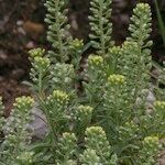 Alyssum serpyllifolium Otro