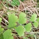 Adiantum capillus-venerisFolio