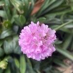 Armeria pseudarmeria Õis