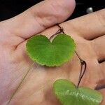 Hydrocotyle leucocephala Leaf