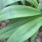 Allium tricoccum Blatt