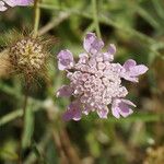 Scabiosa canescens Flors