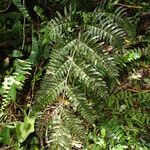 Pteris hamulosa Leaf