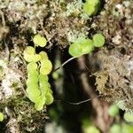 Peperomia tovariana