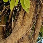 Ficus cordata Corteza