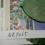 Hylaeanthe unilateralis Otro