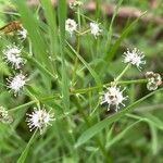 Sanicula europaea Flor