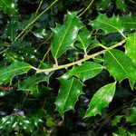 Ilex aquifolium Folha