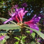 Rhododendron trichanthum Flower