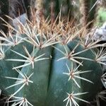 Melocactus oreas Hoja