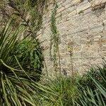 Puya mirabilis Leaf