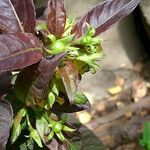 Lysimachia ciliata Ffrwyth