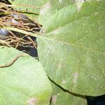 Myriocarpa longipes Leaf