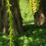 Pterocarya rhoifolia Blomst