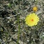 Malacothrix glabrata Flower