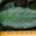 Ruellia biolleyi Leaf