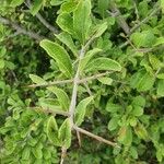 Gymnosporia putterlickioides Leaf