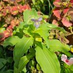 Tinantia erecta Blüte