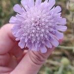 Knautia arvensis Flower