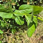 Maerua angolensis Leaf
