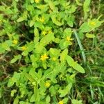 Hypericum mutilum Leaf