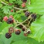 Rubus questieri Frukt