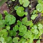 Hydrocotyle leucocephala Leaf