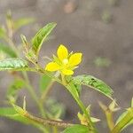 Ludwigia erecta Blüte