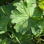 Geranium argenteum Blad