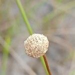 Syngonanthus umbellatus Floare