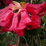 Rhododendron thomsonii Flor