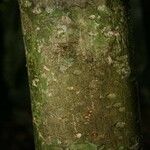 Pradosia ptychandra Bark