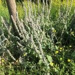 Stachys germanica Habitat