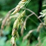 Festuca gigantea Blüte