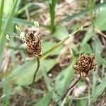 Plantago atrata Flower