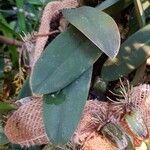 Bulbophyllum sterile