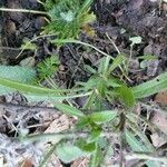 Echium plantagineum Leaf