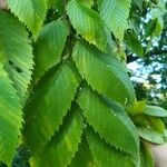 Ulmus americana Leaf