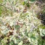 Ranunculus bulbosus Frunză