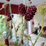 Sanguisorba officinalisBlüte