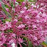 Fuchsia arborescens Flor