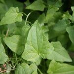 Maurandya barclayana Hoja