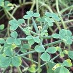 Oxalis ptychoclada Leaf