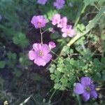 Oxalis violaceaBlomst