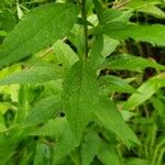 Eutrochium maculatum Hoja