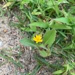 Sonchus oleraceusЦветок